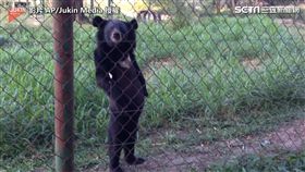 ▲挺著腰肢，野生熊熊對著鏡頭搖頭晃腦。（圖／翻攝自AP/Jukin Media）