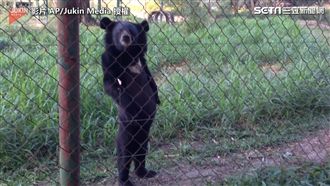 森林步道變伸展台！熊熊霸氣走台步