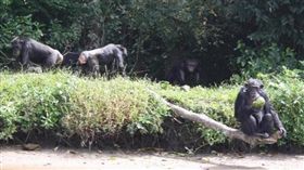 黑猩猩過去是人類醫學實驗的犧牲品，美國不少科學家利用完猩猩後，將牠們棄在西非賴比瑞亞的荒島。一名熟悉該座荒島的男子傑瑞（Jerry）表示，這批黑猩猩幾乎患有肝炎，一看到陌生人就會攻擊，甚至還傳出有試圖登島的人被活吞，變得相當兇惡。（圖／www.news.com.au）
