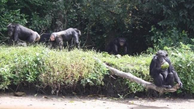 實驗後遭棄置…黑猩猩變「荒島惡霸」