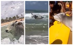 巴西,公牛奔大海自盡（圖／翻攝自YouTube）