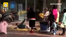 文 大媽撒銀杏1600