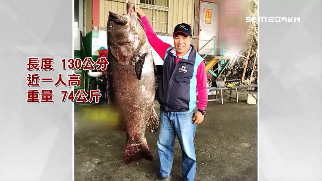 去年放生豆腐鯊　他今捕獲巨無霸石斑