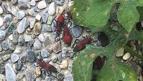 紅姬緣椿象出沒　農業處：無害莫驚慌（2）苗栗市部分行道樹出現大量「紅姬緣椿象」，苗栗縣政府農業處農務科長徐春良7日表示，紅姬緣椿象與台灣欒樹是互利共生關係，無攻擊性，提醒民眾若看到別驚慌，也不要用藥撲殺，以維持環境生態平衡。（苗栗縣政府農業局農務科提供）中央社記者管瑞平傳真　107年12月7日