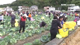 8千顆高麗菜！600人15分鐘採光