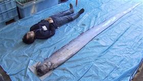 日本捕獲拒大皇帝魚（地震魚）
圖翻攝自FNN.jpプライムオンライン yt