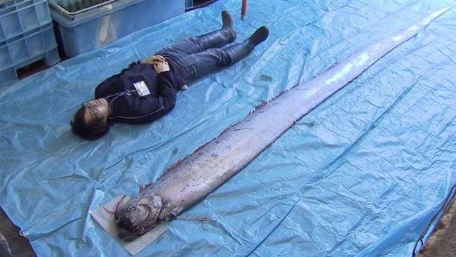 超巨大地震魚現蹤　神秘巧合嚇壞網友