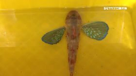 捕水中蝴蝶18001