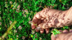 自稱「菩薩上身」行醫　大媽開劇毒草藥惹禍（圖／微博）