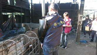 找孫悟空管豬八戒　養豬場老闆遭送辦