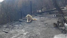 美國北加州11月爆發災難性野火，當地居民蓋洛德撤離後，留下安那托利亞牧羊犬麥迪遜。而逃過死劫的麥迪遜仍盡忠職守，守候已燒成廢墟的家園一個月，殷切等待主人歸來。（圖／翻攝自@MikeSington推特）