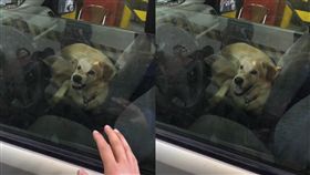 忠心護主的狗狗不難見到，但忠心護車的狗狗恐怕就真的沒幾隻了，日前就有網友在報廢公社PO出一段爆笑影片引來網友討論，有一隻可愛的黃金獵犬坐在車上等主人，有路人經過對牠揮了揮手，想不到牠畫風一變瞬間露出呲牙裂嘴的表情，彷彿是車子的「防盜系統」不准別人靠近，有網友看完影片後更在底下搞笑留言「一隻雞腿，就關閉系統」。（圖／翻攝自臉書爆廢公社）