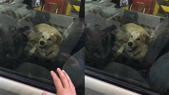 萌汪版防盜系統　網笑：要拿罐罐解鎖