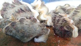 澎湖海研中心硨磲蛤復育有望農委會水產試驗所澎湖海洋生物研究中心利用人工繁殖硨磲蛤稚貝，利用其足絲自然再生的特性，於放流前剪除其舊有足絲，直接投放在野外的硬基質上，經統計存活率高達75%，讓硨磲蛤復育有望。（農委會提供）中央社記者吳欣紜傳真　107年12月9日