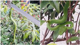 高雄,土地公廟,赤尾青竹絲,美濃(圖/翻攝自爆廢公社公開版)