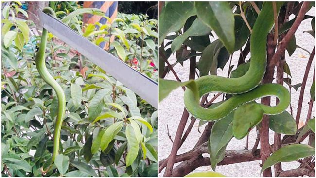 土地公廟旁見紅眼條狀物　網：別碰牠