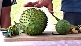 新興果樹刺番荔枝具加工優勢農委會台東區農業改良場近來研究原產於中南美洲的「刺番荔枝」，相較於釋迦與鳳梨釋迦，刺番荔枝在加工上具有極大優勢，因果肉高溫處理後不會有苦澀味產生，且能保留原始香氣與風味，可製作的產品相當廣泛。（台東農改場提供）中央社記者盧太城台東傳真　107年12月9日