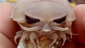 漁民捕獲深海大王具足蟲台東民宿業者呂縉宇在臉書放一張具足蟲照片，他說，這是一隻深海節肢動物門等足目動物，是漁民捕獲的，拿起來近看，有眼睛、鼻子、嘴巴，很像電影中的外星人造型。（呂縉宇提供）中央社記者盧太城台東傳真　107年12月9日