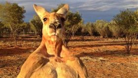 世上最有名袋鼠、「浩克」羅傑過世　主人：牠度過美好一生（圖／截取自The Kangaroo Sanctuary Alice Springs臉書）