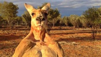 明星袋鼠永別了…「浩克羅傑」過世！