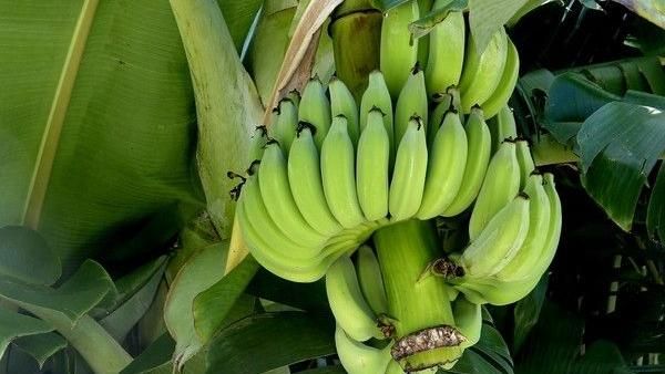 遠離胃癌！「生香蕉」9大神效全曝光