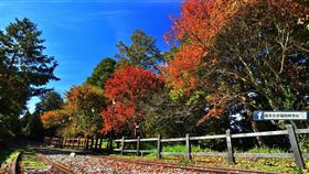 阿里山楓樹翻紅（1）時序入冬，臉書（FB）「漫步在雲端的阿里山」版主黃源明提供大阿里山區賞楓訊息，他說，目前最美的紅葉鐵道在祝山線，沿著木棧道至對高岳車站的台灣紅榨楓非常亮眼，為拍攝楓紅最佳景點。（黃源明提供）中央社記者黃國芳傳真　107年12月10日
