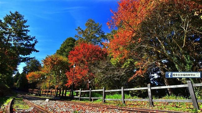阿里山楓樹翻紅　上山賞楓時節到