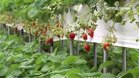 價格略降了50元! 草莓農:今年產量較多