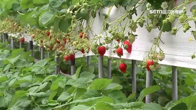 價格略降50元　草莓農：今年產量多