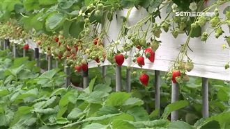 價格略降50元　草莓農：今年產量多