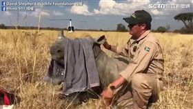 小犀牛顫抖依偎在媽媽屍體旁兩日，險些餓死。（圖／David Shepherd Wildlife Foundation臉書授權）