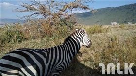 因版權問題，名家圖請勿使用，謝謝。