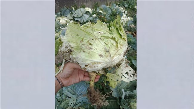他PO高麗菜根照片　網驚：長知識了
