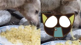 狗,喉嚨,虐待,麵條,殺狗,流浪狗,頸部,滑出, 圖／翻攝自臉書　https://goo.gl/51x4Hi