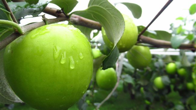 棗子維生素B3奪冠！揭永保青春秘方