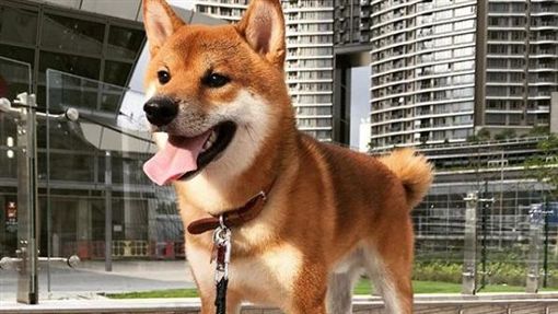 山竹能吃嗎？呆萌柴求遛…強風中玩嗨柴犬,山竹,香港https://www.instagram.com/p/BnxXeNWnjYq/