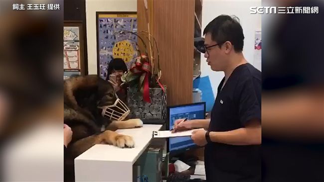 被偷打針很不爽　巨犬趴櫃台質問醫生