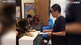 被偷打針很不爽　巨犬趴櫃台質問醫生