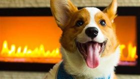 柯基,屁股,偷戳,西雅圖（圖／翻攝自pino.the.corgi IG）