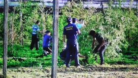 大麻田,農地,荖葉,台東,翻攝畫面