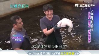 龍虎斑回游！壯圍青年活化宜蘭漁塭