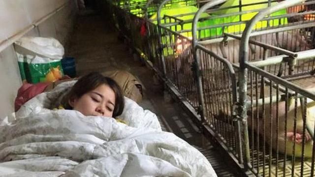 正妹睡豬圈年收百萬　口對口救活小豬