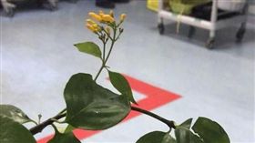 大陸,男子,感冒,斷腸草,金銀花（圖／翻攝自網易）