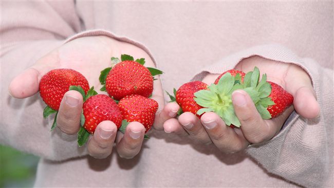工研究炭化技術　讓栽植草莓大又肥