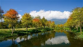 花蓮落羽松新秘境（2）時序入冬，花蓮理想大地渡假飯店周邊的落羽松林，在藍天白雲襯托下猶如走入幽謐的仙境，令人流連忘返。中央社記者李先鳳攝　107年12月12日