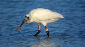 黑手變生態志工  黃永豐愛黑面琵鷺生態志工黃永豐年輕時在成衣廠當「黑手」，因緣際會當起野鳥學會解說志工，再投入心力與金錢鑽研鳥類與生態攝影，每年黑面琵鷺飛來時，他總是在現場記錄，並為學童與遊客解說。圖為黑面琵鷺繫放。（特生中心提供，黃永豐攝）中央社記者蕭博陽南投縣傳真  107年12月13日