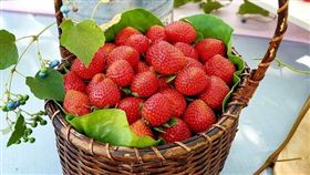 因版權問題，名家圖請勿使用，謝謝。(圖片來源:三本鮮莓園)