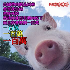 「非洲豬瘟」長輩圖（圖／翻攝自網路、LINE群組）