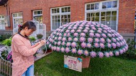 士林官邸菊展　16日將閉幕「2018士林官邸菊展–菊世遨遊」展期進入倒數階段，16日即將閉幕，台北市公園處表示，歡迎民眾把握機會到場欣賞各式盛開菊花，留下美好回憶。（邱友文提供）中央社記者陳妍君傳真　107年12月13日