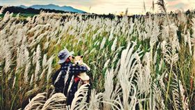 秋天,芒草,新北市